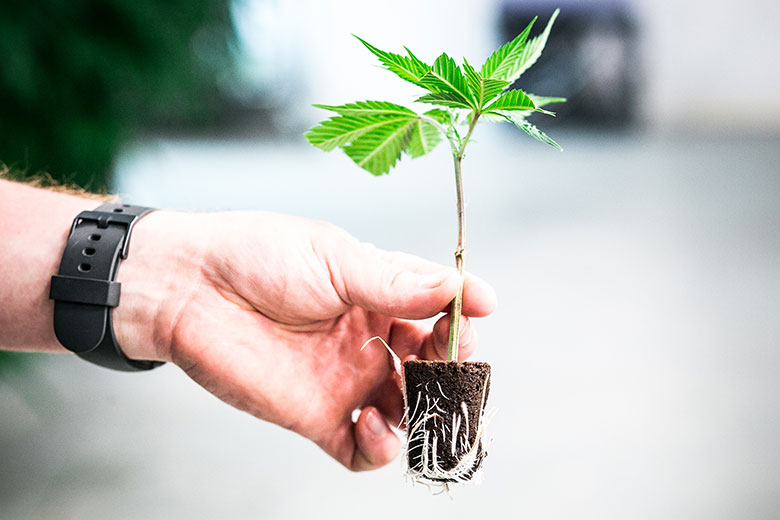 man-holding-cannabis-clone-780